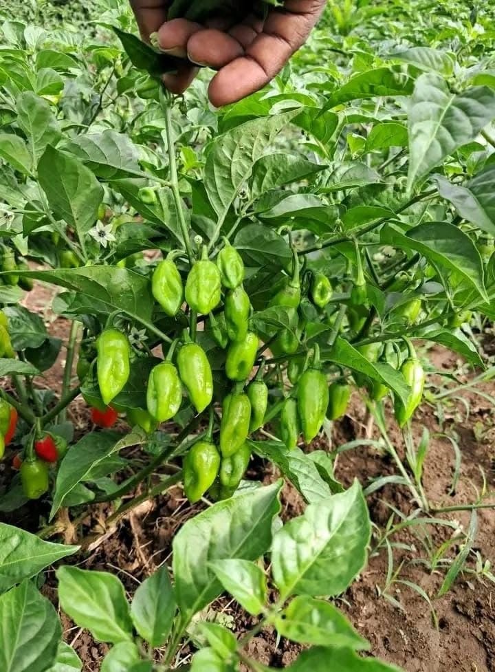Haitian Chili Peppers (Piman)