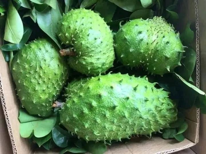 Soursop (Kowosòl)
